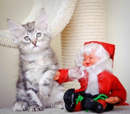 Description: J:\Pictures\K-kull\K-kull_8_weeks\20101228_K-kull_8_weeks_0056.jpg