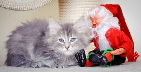 Description: J:\Pictures\K-kull\K-kull_8_weeks\20101228_K-kull_8_weeks_0066.jpg