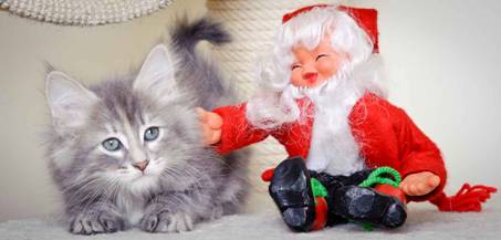 Description: J:\Pictures\K-kull\K-kull_8_weeks\20101228_K-kull_8_weeks_0064.jpg