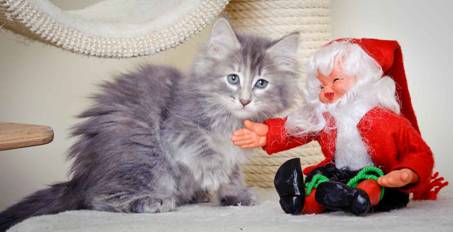 Description: J:\Pictures\K-kull\K-kull_8_weeks\20101228_K-kull_8_weeks_0070.jpg