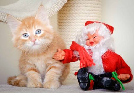 Description: J:\Pictures\K-kull\K-kull_8_weeks\20101228_K-kull_8_weeks_0089.jpg