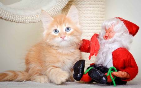 Description: J:\Pictures\K-kull\K-kull_8_weeks\20101228_K-kull_8_weeks_0084.jpg