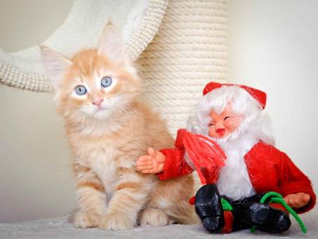 Description: J:\Pictures\K-kull\K-kull_8_weeks\20101228_K-kull_8_weeks_0083.jpg