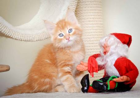 Description: J:\Pictures\K-kull\K-kull_8_weeks\20101228_K-kull_8_weeks_0097.jpg