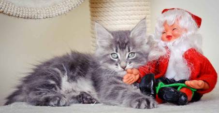 Description: J:\Pictures\K-kull\K-kull_8_weeks\20101228_K-kull_8_weeks_0109.jpg