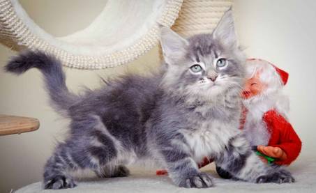 Description: J:\Pictures\K-kull\K-kull_8_weeks\20101228_K-kull_8_weeks_0106.jpg