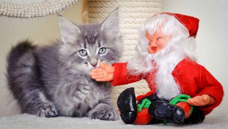 Description: J:\Pictures\K-kull\K-kull_8_weeks\20101228_K-kull_8_weeks_0100.jpg