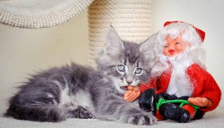 Description: J:\Pictures\K-kull\K-kull_8_weeks\20101228_K-kull_8_weeks_0112.jpg