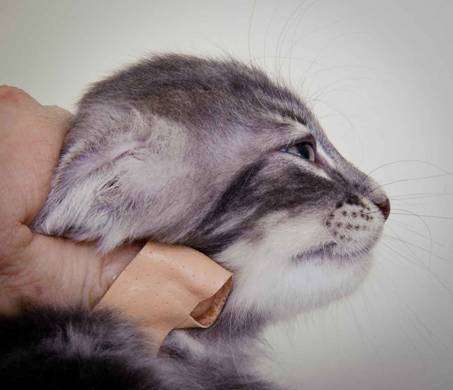 Description: J:\Pictures\K-kull\K-kull_8_weeks\20101228_K-kull_8_weeks_0153.jpg