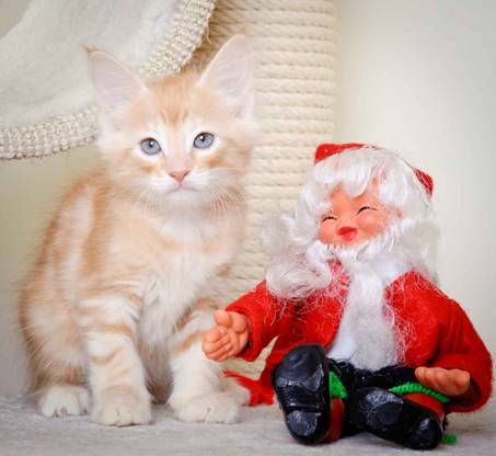 Description: J:\Pictures\K-kull\K-kull_8_weeks\20101228_K-kull_8_weeks_0118.jpg