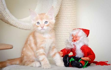 Description: J:\Pictures\K-kull\K-kull_8_weeks\20101228_K-kull_8_weeks_0128.jpg