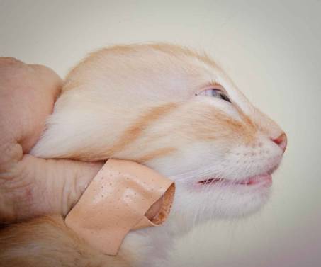 Description: J:\Pictures\K-kull\K-kull_8_weeks\20101228_K-kull_8_weeks_0152.jpg