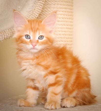 Description: J:\Pictures\K-kull\K-kull_9_weeks\20110103_K-kull_9_weeks_0029.jpg