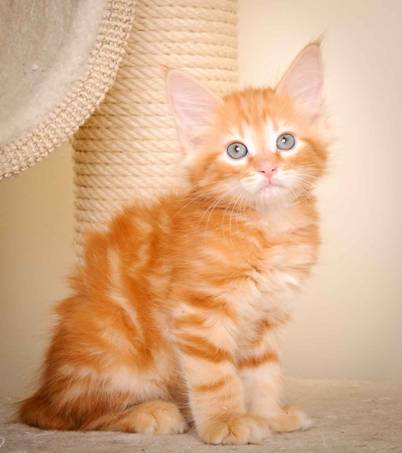 Description: J:\Pictures\K-kull\K-kull_9_weeks\20110103_K-kull_9_weeks_0021.jpg