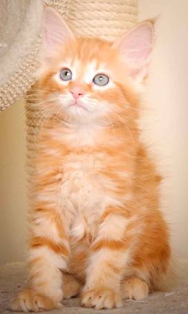 Description: J:\Pictures\K-kull\K-kull_9_weeks\20110103_K-kull_9_weeks_0020.jpg