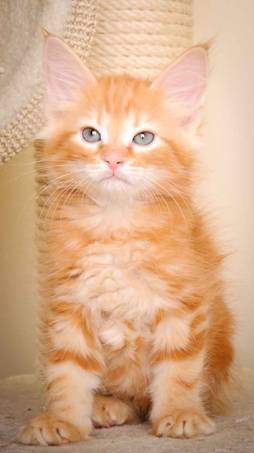 Description: J:\Pictures\K-kull\K-kull_9_weeks\20110103_K-kull_9_weeks_0018.jpg