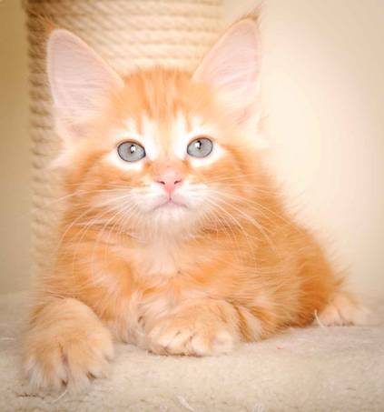 Description: J:\Pictures\K-kull\K-kull_9_weeks\20110103_K-kull_9_weeks_0032.jpg