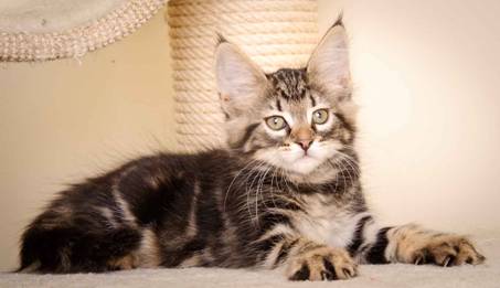 Description: J:\Pictures\K-kull\K-kull_9_weeks\20110103_K-kull_9_weeks_0044.jpg