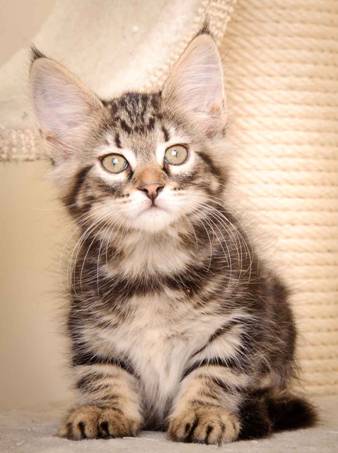 Description: J:\Pictures\K-kull\K-kull_9_weeks\20110103_K-kull_9_weeks_0038.jpg