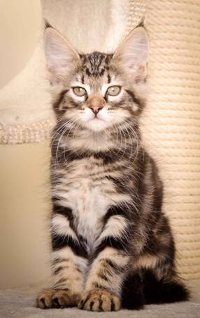 Description: J:\Pictures\K-kull\K-kull_9_weeks\20110103_K-kull_9_weeks_0037.jpg