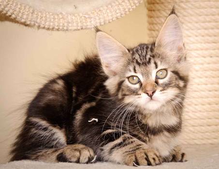 Description: J:\Pictures\K-kull\K-kull_9_weeks\20110103_K-kull_9_weeks_0052.jpg