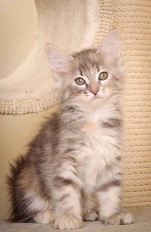 Description: J:\Pictures\K-kull\K-kull_9_weeks\20110103_K-kull_9_weeks_0060.jpg