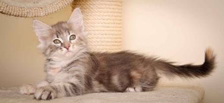 Description: J:\Pictures\K-kull\K-kull_9_weeks\20110103_K-kull_9_weeks_0057.jpg