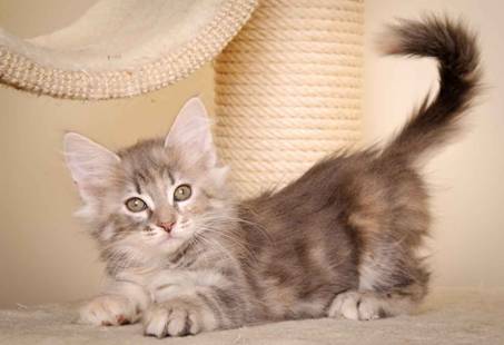 Description: J:\Pictures\K-kull\K-kull_9_weeks\20110103_K-kull_9_weeks_0055.jpg