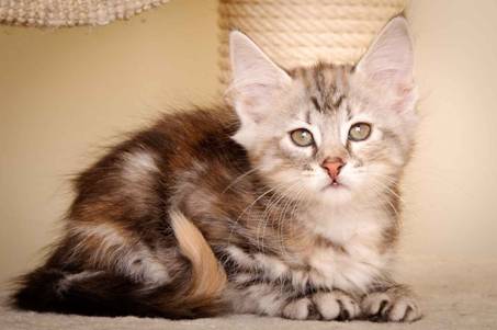 Description: J:\Pictures\K-kull\K-kull_9_weeks\20110103_K-kull_9_weeks_0079.jpg