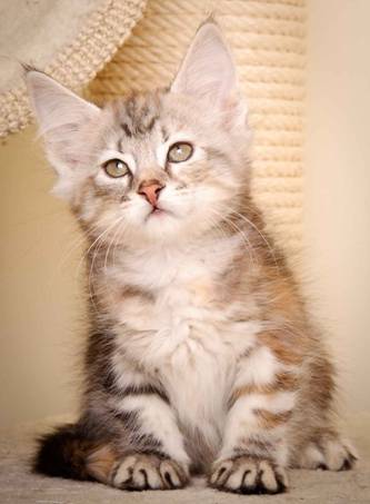 Description: J:\Pictures\K-kull\K-kull_9_weeks\20110103_K-kull_9_weeks_0074.jpg