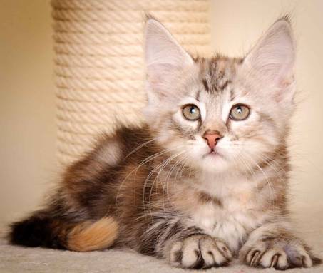 Description: J:\Pictures\K-kull\K-kull_9_weeks\20110103_K-kull_9_weeks_0070.jpg