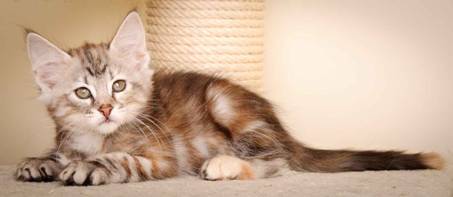 Description: J:\Pictures\K-kull\K-kull_9_weeks\20110103_K-kull_9_weeks_0084.jpg