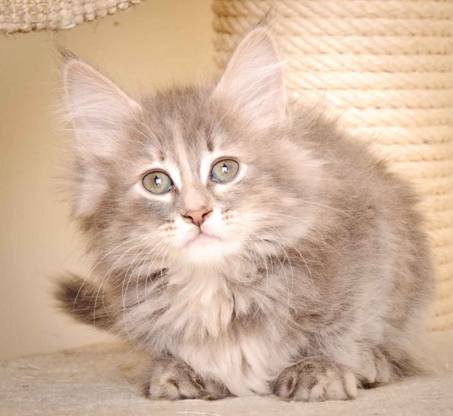 Description: J:\Pictures\K-kull\K-kull_9_weeks\20110103_K-kull_9_weeks_0096.jpg