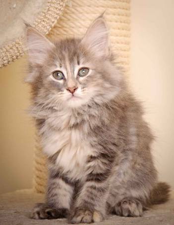 Description: J:\Pictures\K-kull\K-kull_9_weeks\20110103_K-kull_9_weeks_0091.jpg