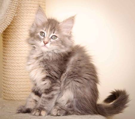 Description: J:\Pictures\K-kull\K-kull_9_weeks\20110103_K-kull_9_weeks_0099.jpg