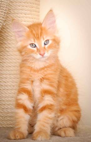 Description: J:\Pictures\K-kull\K-kull_9_weeks\20110103_K-kull_9_weeks_0106.jpg