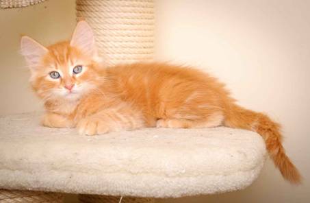 Description: J:\Pictures\K-kull\K-kull_9_weeks\20110103_K-kull_9_weeks_0113.jpg