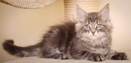 Description: J:\Pictures\K-kull\K-kull_9_weeks\20110103_K-kull_9_weeks_0124.jpg