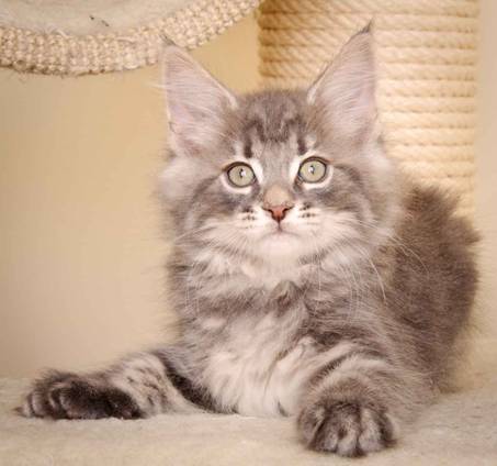 Description: J:\Pictures\K-kull\K-kull_9_weeks\20110103_K-kull_9_weeks_0122.jpg