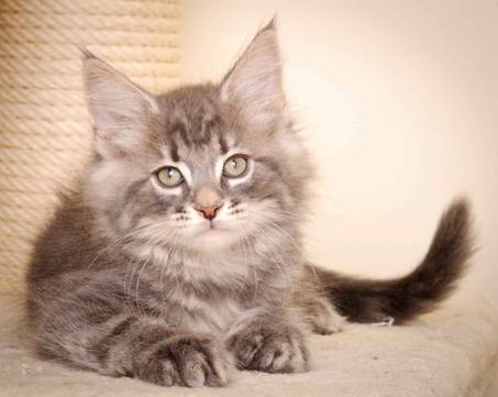 Description: J:\Pictures\K-kull\K-kull_9_weeks\20110103_K-kull_9_weeks_0119.jpg