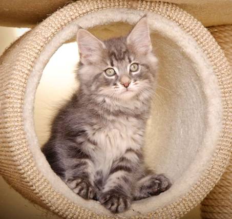 Description: J:\Pictures\K-kull\K-kull_9_weeks\20110103_K-kull_9_weeks_0134.jpg