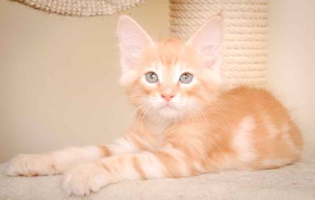 Description: J:\Pictures\K-kull\K-kull_9_weeks\20110103_K-kull_9_weeks_0141.jpg