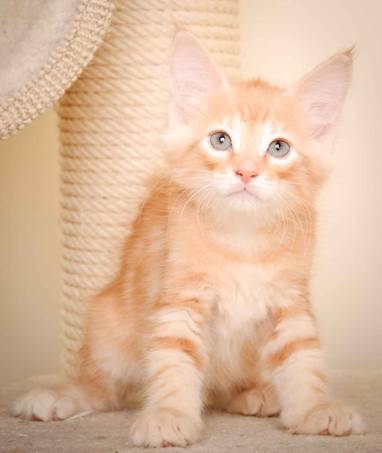 Description: J:\Pictures\K-kull\K-kull_9_weeks\20110103_K-kull_9_weeks_0137.jpg