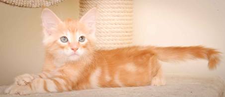 Description: J:\Pictures\K-kull\K-kull_9_weeks\20110103_K-kull_9_weeks_0150.jpg