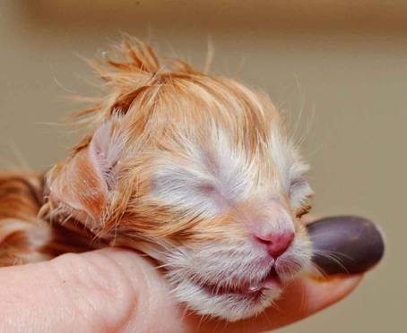 Description: Description: J:\Pictures\K-kull\K-kull_01_nov_2010\20101031_K-kull_f�dsel_0004.jpg