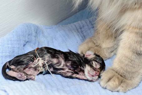 Description: Description: J:\Pictures\K-kull\K-kull_01_nov_2010\20101101_K-kull_f�dsel_0010.jpg