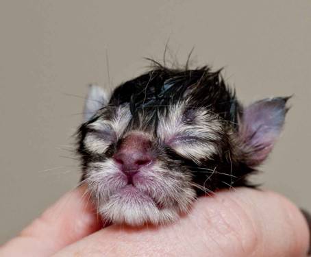 Description: Description: J:\Pictures\K-kull\K-kull_01_nov_2010\20101101_K-kull_f�dsel_0011.jpg