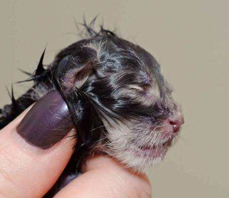 Description: Description: J:\Pictures\K-kull\K-kull_01_nov_2010\20101101_K-kull_f�dsel_0020.jpg