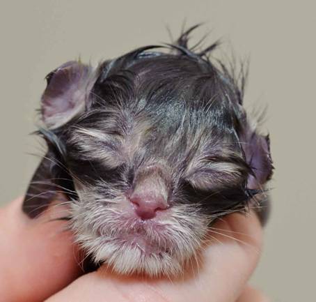 Description: Description: J:\Pictures\K-kull\K-kull_01_nov_2010\20101101_K-kull_f�dsel_0024.jpg