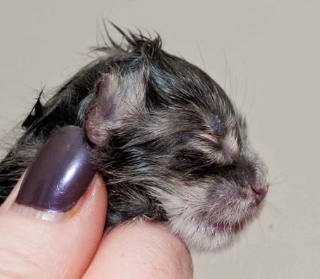 Description: Description: J:\Pictures\K-kull\K-kull_01_nov_2010\20101101_K-kull_f�dsel_0030.jpg